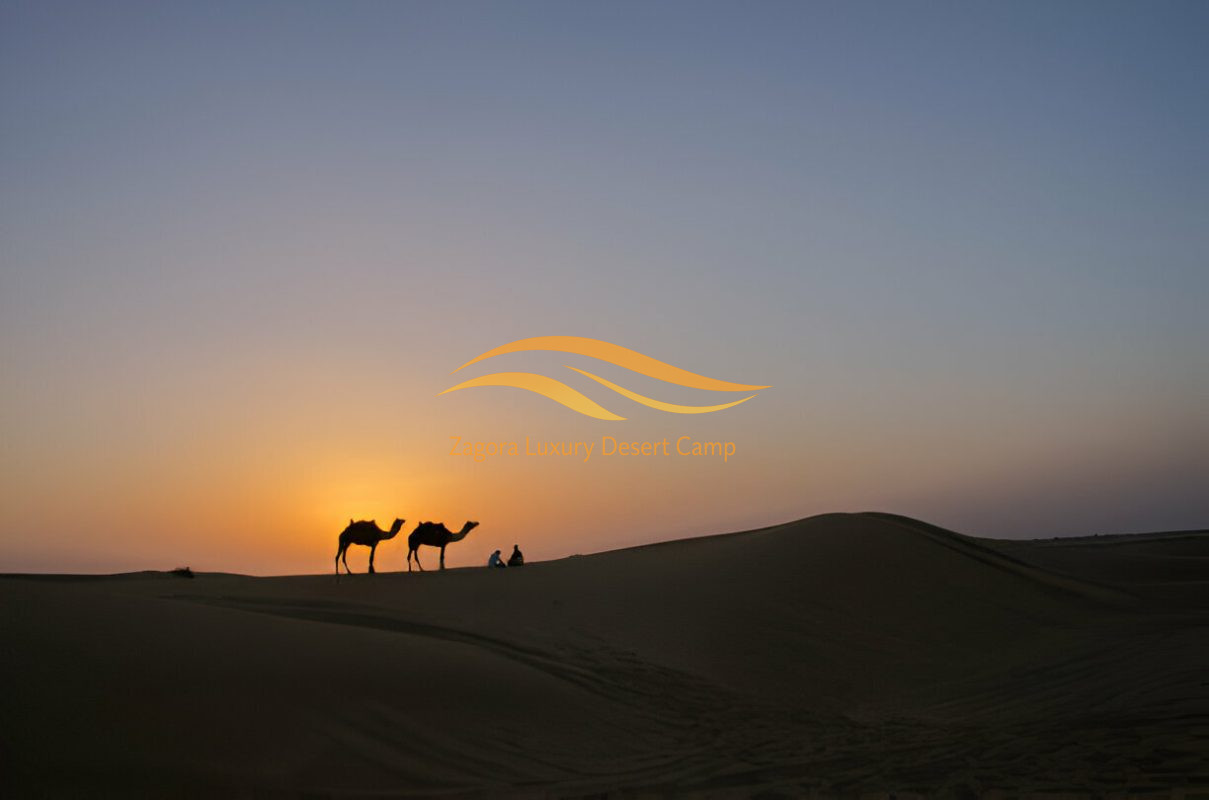 Camel trekking at sunset in Zagora Sahara Desert Morocco with silhouettes on golden dunes