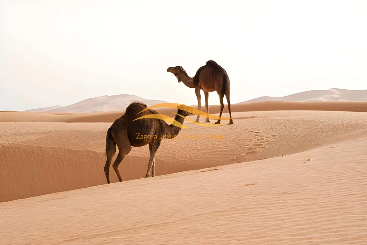 private tours in morocco sahara desert camel ride experience
